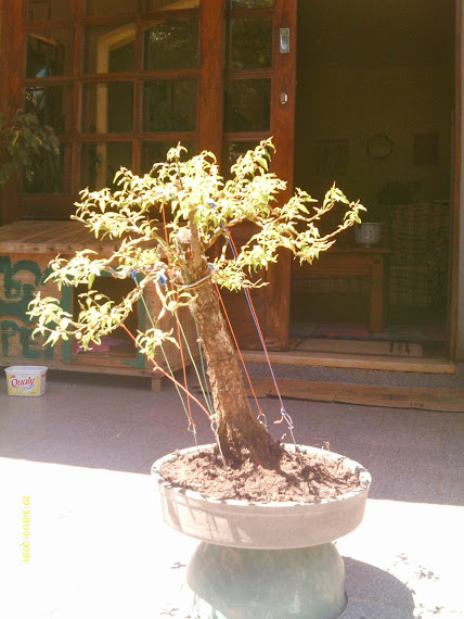 Prunus Serrulata Umê III... IMAG0073