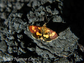 Crambidae, Pyraustinae, Pyrausta sp
