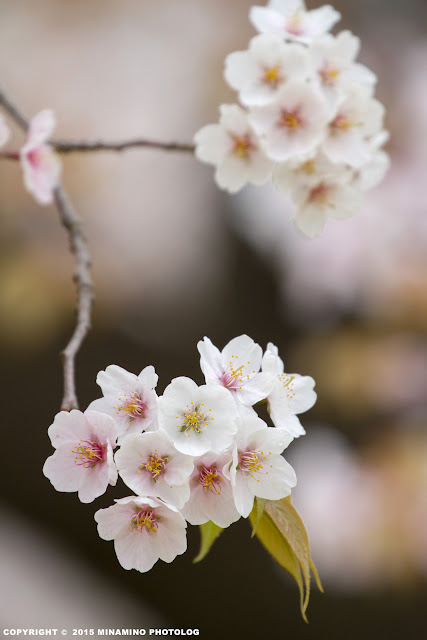 宇津貫公園の桜