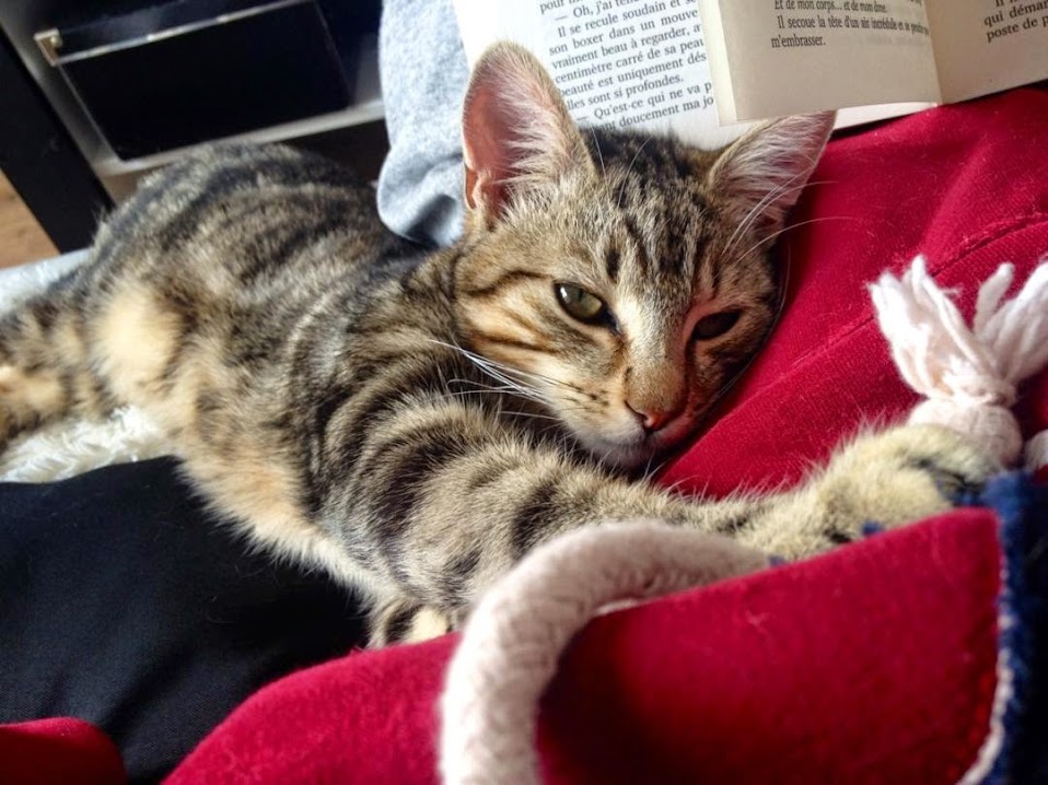 Aslan petit chaton adopt il y a 3 mois est devenu grand IMG_3151