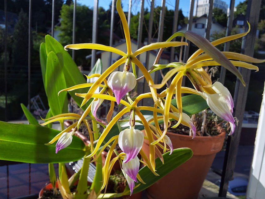 Encyclia6.jpg