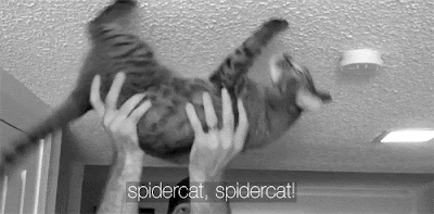 SpiderCat o Spider-Cat