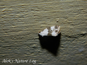 Noctuidae, Eustrotiinae - Maliattha sp