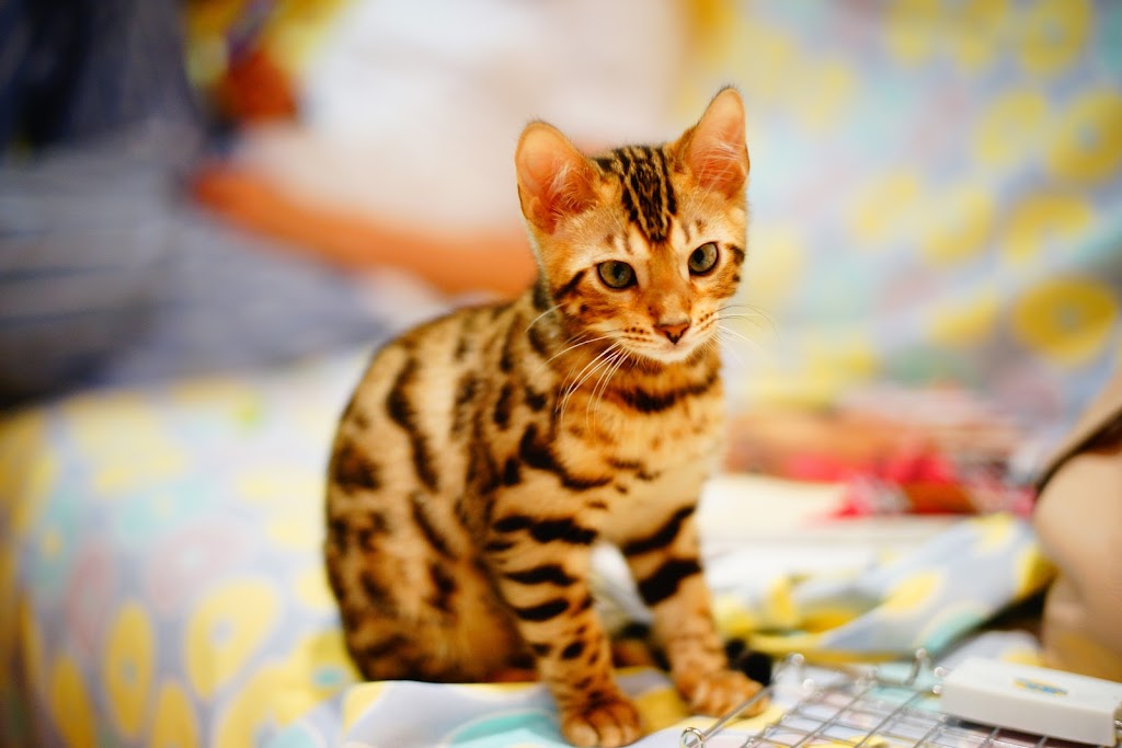 bengal kitten