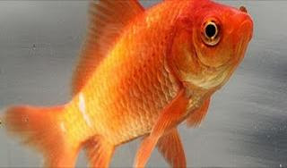 Goldfish Pictures - Common Goldfish