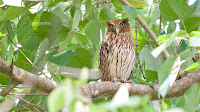 Philippine Eagle Owl
