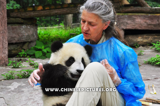 Foreigner and Chinese Panda Photo 2