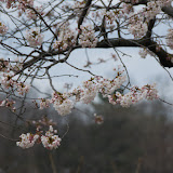 Cherry Blossoms in High Park 櫻花綻放峭寒春