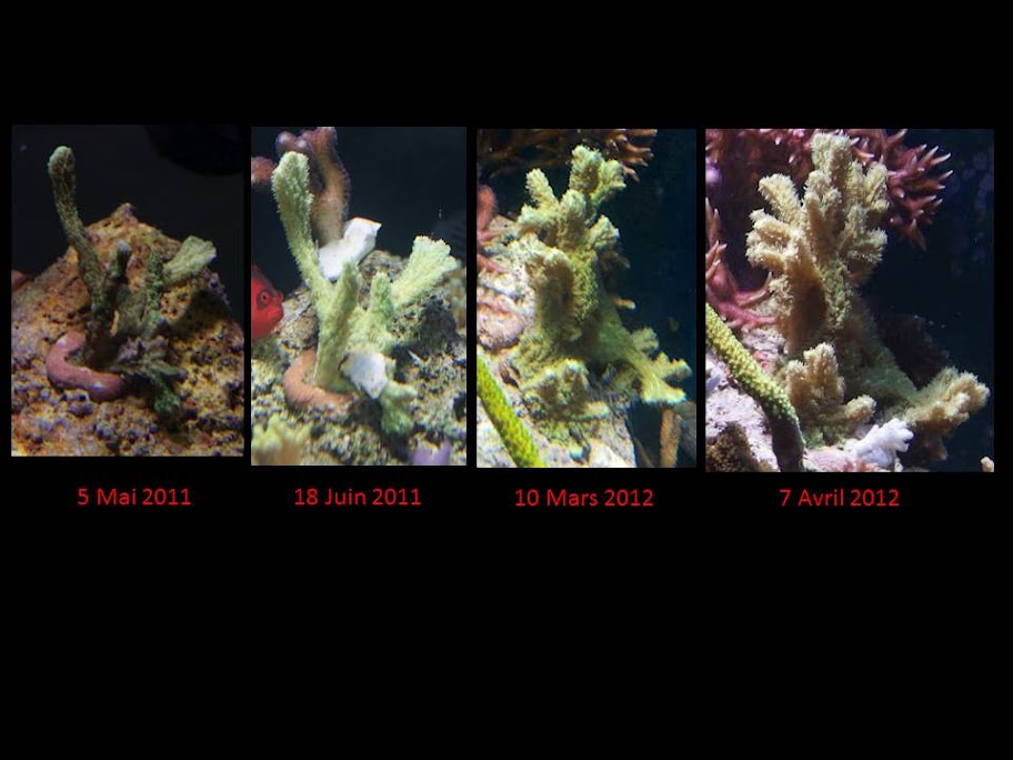 la pousse des coraux Diapositive2