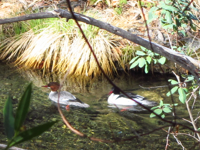 a pair of ducks paddling away in the creek