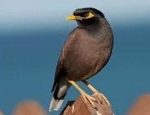 Mynah in Sanskrit