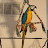 Joyce Terlaje avatar image