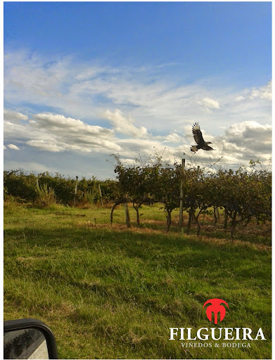 photo of Vineyards and Winery Filgueira