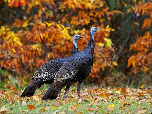 Wild Turkeys in Autumn.jpg