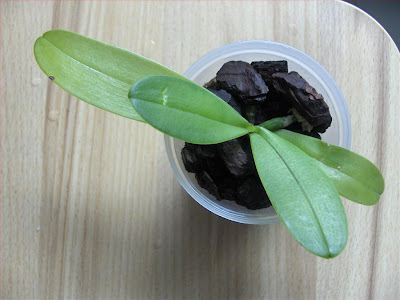 Phalaenopsis Equestris Aurea x Cornu-Cervi Flava, primary hybrid, seedling, in pot with bark and sphagnum