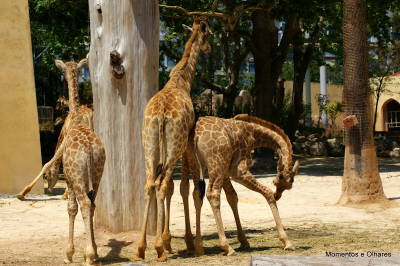 Jardim Zoológico, Lisboa, Girafas