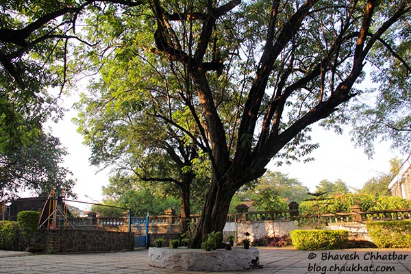 A beautiful tree in the premises of St. Mary’s Church, Pune