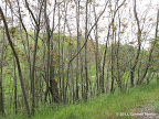 Pittsburg Mine Trail