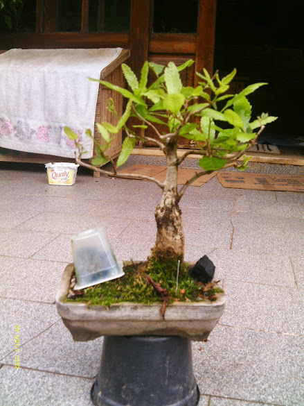 Carvalho Japonês-Quercus Acutíssima-Kunugui... IMAG0020