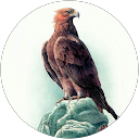 Kavkaz Eagle