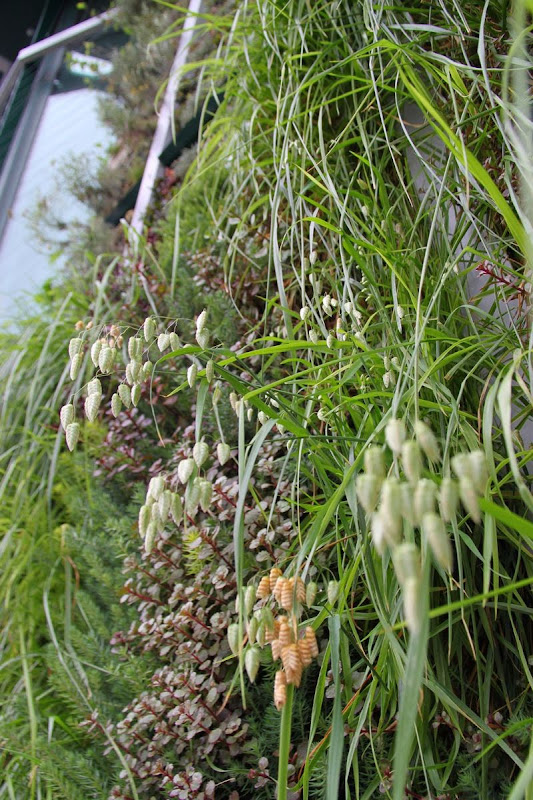 jardín vertical Vitoria-Gasteiz - Detalle floración gramíneas