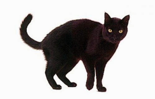 Black Cat Lore For Halloween