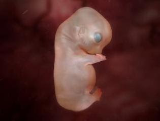 Embryo 39 dagen