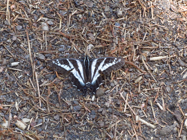 black and white swallow tail