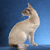 Long Haired Siamese Cats