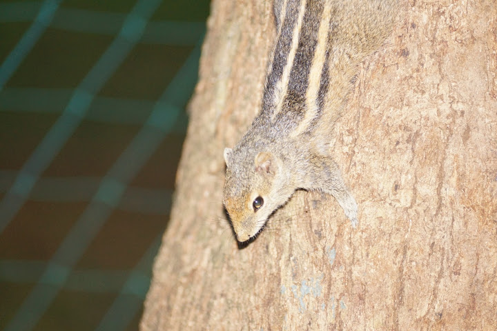 Шри-Ланка: на машине 1 100 км,  фото без комментариев, март-апрель 2013г.