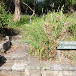 Steps leading to Mt Trefle from Greycliffe House (252446)