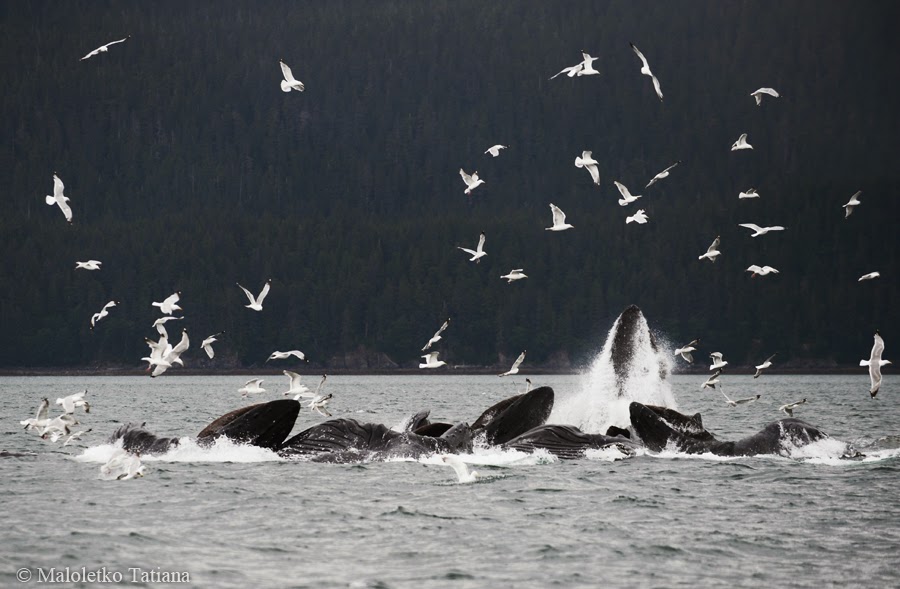 Аляска 2012. Денали; дикие медведи парка Катмаи; киты в Джуно