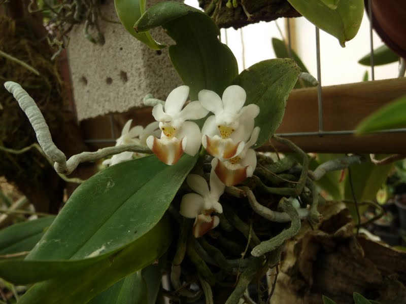 Phalaenopsis lobbii P1150121