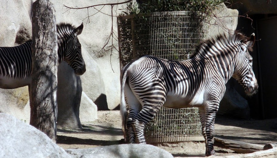 Giraffes and Zebras, mainstays of every self-respecting zoo