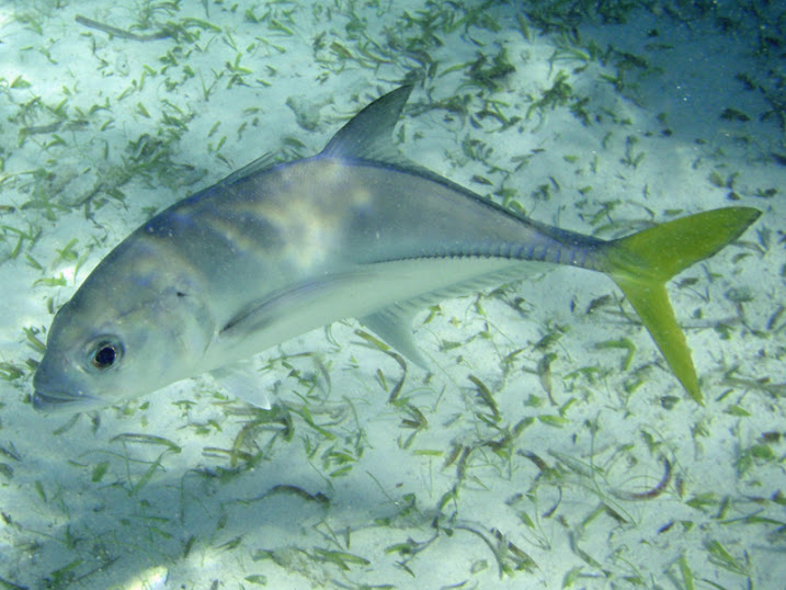 Sparisoma viride (Juvenile Stoplight Parrotfish) near Tranquility Bay Resort.