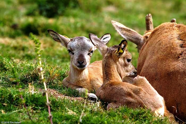MOST BEAUTIFUL HEART TOUCHING ANIMALS WITH BABIES SHOWING BEAUTIFUL PICTURES OF GREATEST GIFT OF GOD MOTHERS LOVE