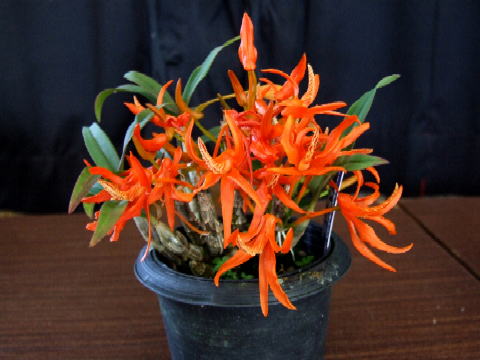 Dendrobium lamyaiae (или lanyiae) Image4912