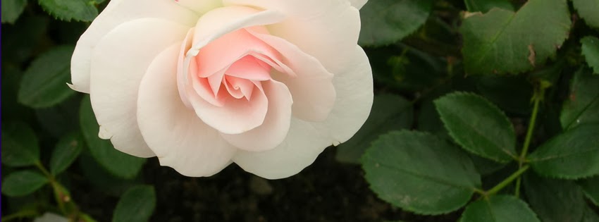 Ảnh bìa bông hoa hồng nhạt Ảnh bìa bông hoa hồng nhạt