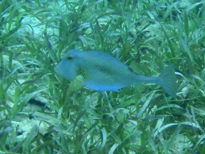 Acanthostracion quadricornis (Scrawled Cowfish), Ambergris Caye, Belize.