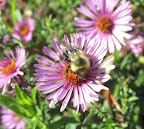 A bee on an aster flower in the pollinator garden.