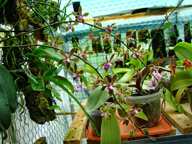Phalaenopsis honghenensis DSC01998