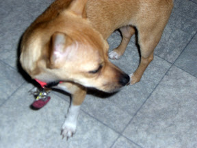 Picasa