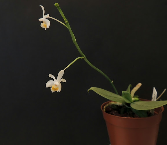 Phalaenopsis malipoensis DSCN0085