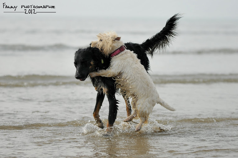 Border & Westies DSC_9619