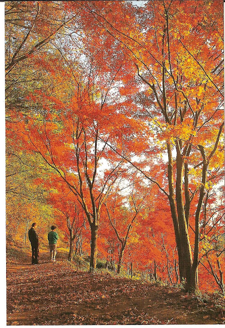 Orihime Park