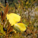 A lovely yellow pea (168662)