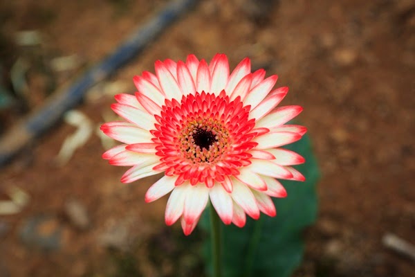 bunga daisy