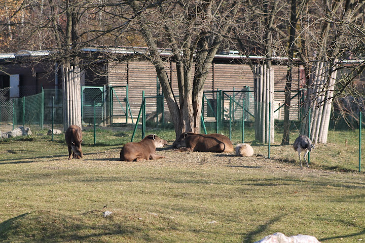 Tapiry, nandu, kapibara, a w tle - mrówkojady!