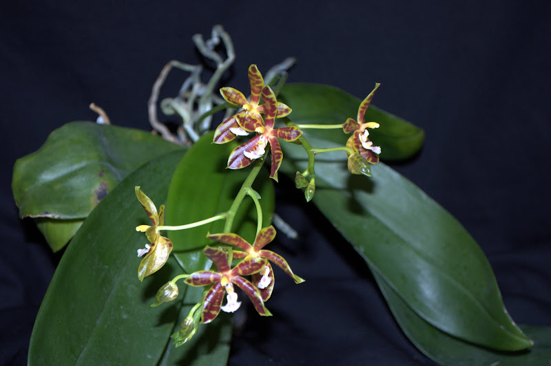 Phalaenopsis Mannosa [Mise à jour photos] DSC_0018