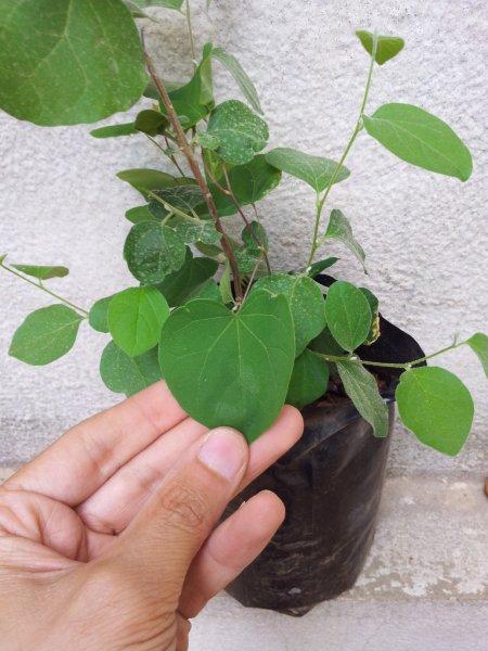 4 plants to identify  2012-06-12_141242